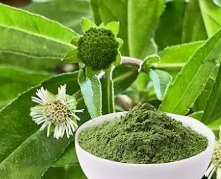 Bhringraj Powder