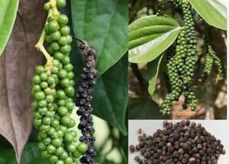 Black Pepper