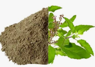 Tulsi Leaves Powder